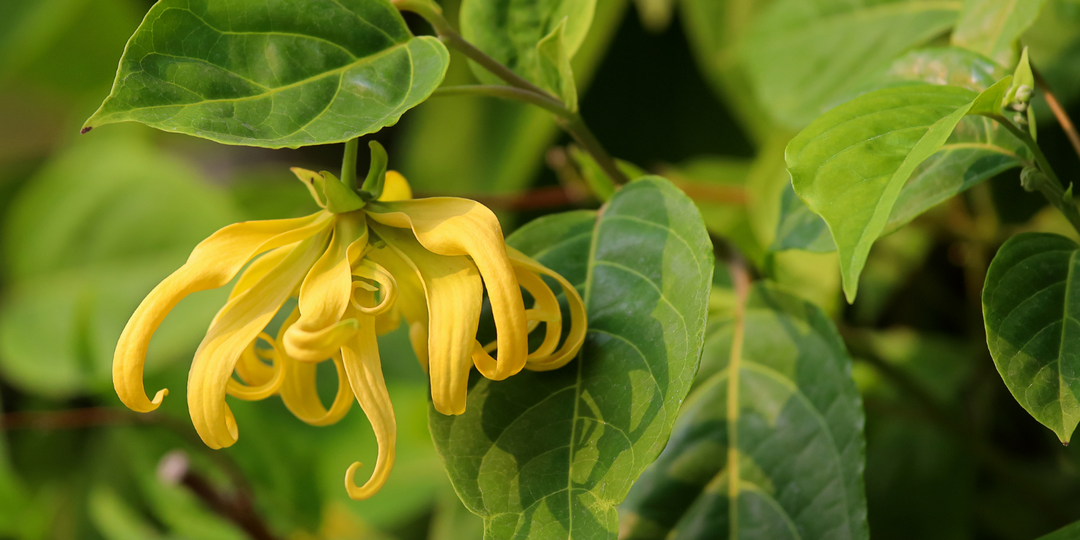 Ylang Ylang Essential Oil