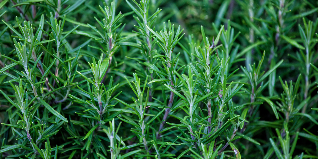 Rosemary Essential Oil