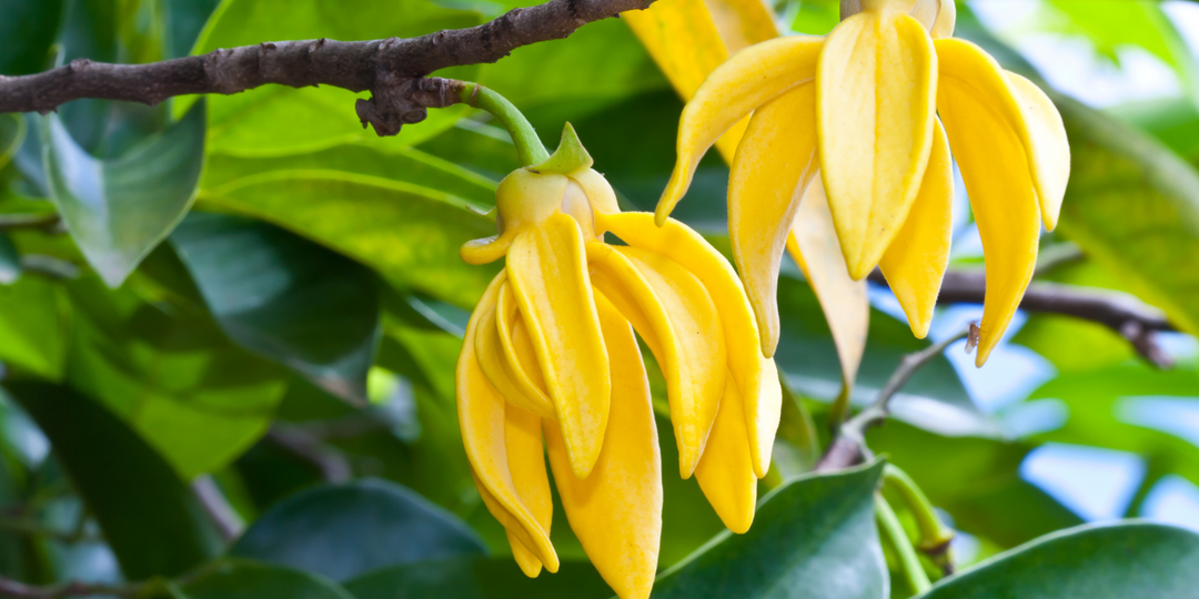 Ylang Ylang Essential Oil