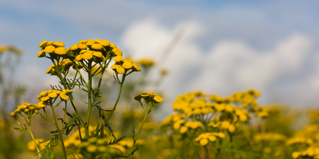 Tansy Blue Essential Oil