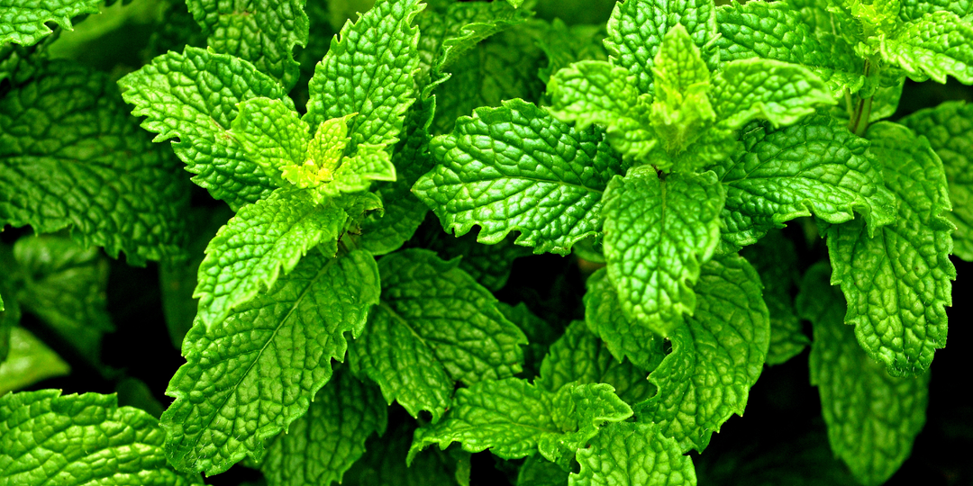 Peppermint Essential Oil