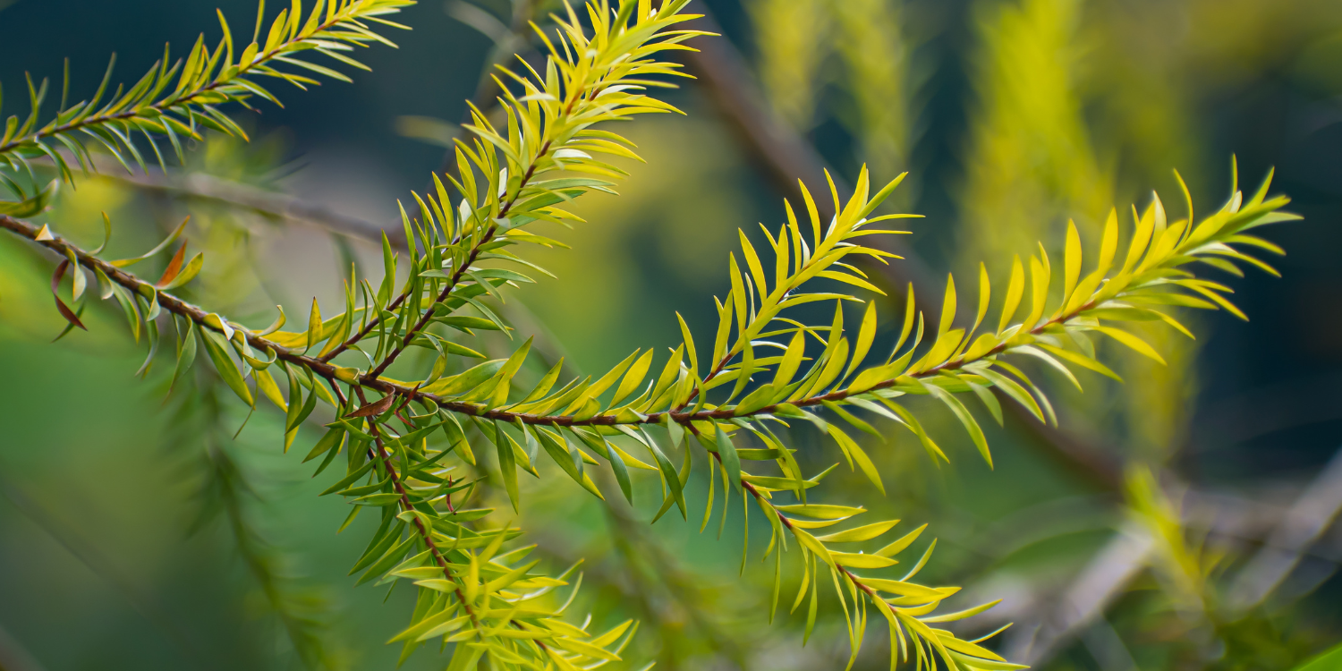 Tea Tree Essential Oil – Mystic Moments UK