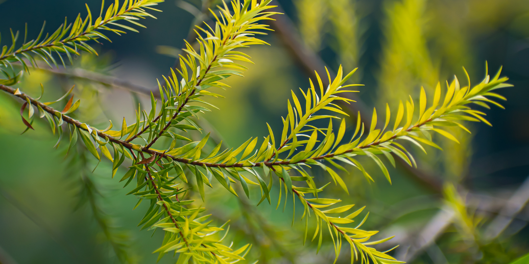 Tea Tree Essential Oil